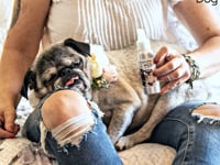 Brussels Griffon Age Well Dog Aromatherapy