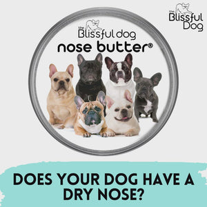 Australian Cattle Dog Nose Butter