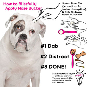american bulldog nose care