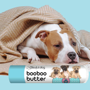 american staffordshire terrier care