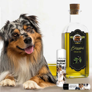merle australian shepherd