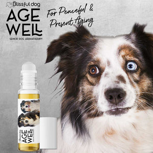 australian shepherd aging care