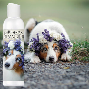 australian shepherd drama queen dog shampoo