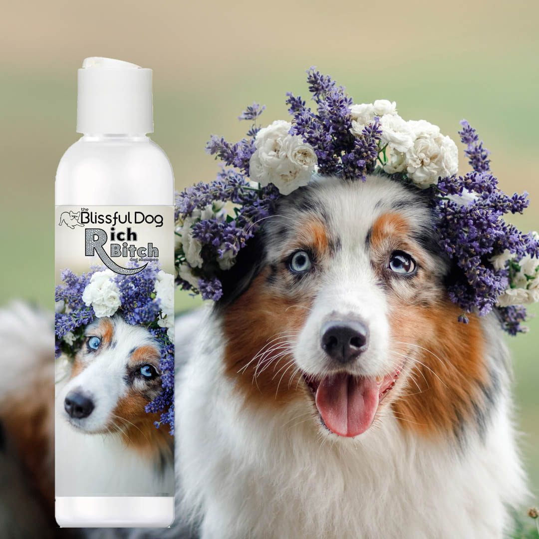 australian shepherd dog shampoo