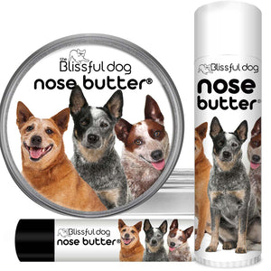 Australian Cattle Dog dry nose