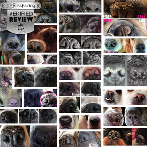 bloodhound dry nose