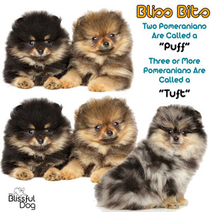 Pomeranian Boo Boo Butter