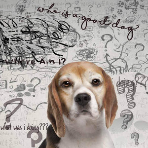 Beagle cognitive loss