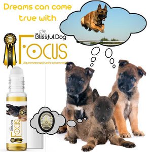 Belgian Malinois focus roll-on