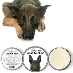 Belgian Malinois has dry nose Nose