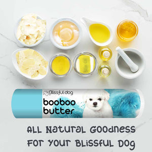 bichon frise puppy