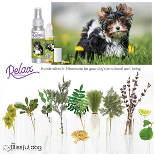 Biewer Terrier all natural