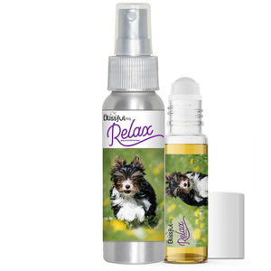 Biewer Terrier afraid