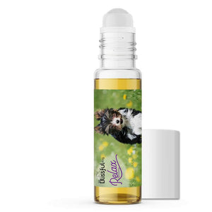 Biewer Terrier dog aromatherapy
