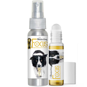 Border Collie Focus Dog Aromatherapy