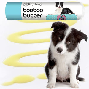 border collie itchy skin