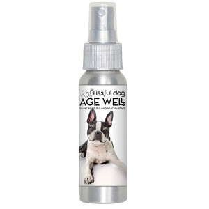 senior boston terrier care
