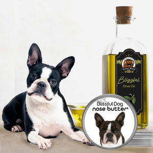 boston terrier pet