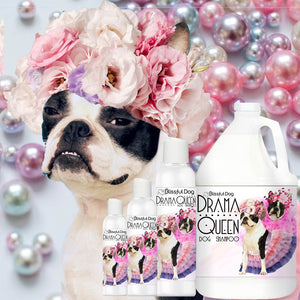 boston terrier drama queen