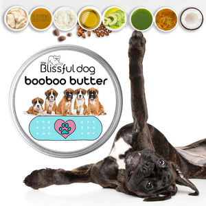 brindle boxer dog