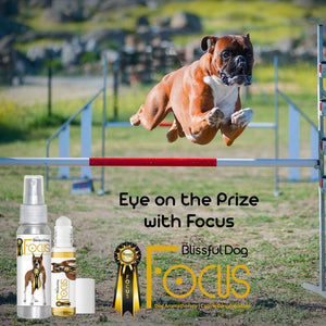 boxer focus essential oils