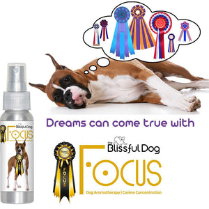 boxer dog show focus