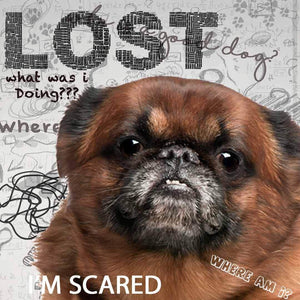 Brussels Griffon Cognitive Disorder