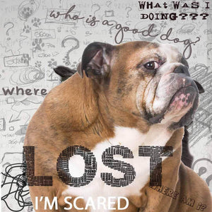 Bulldog Cognitive problems getting old