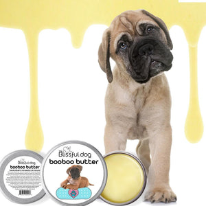 bullmastiff puppy