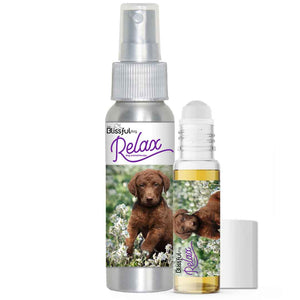 Chesapeake Bay Retriever relax