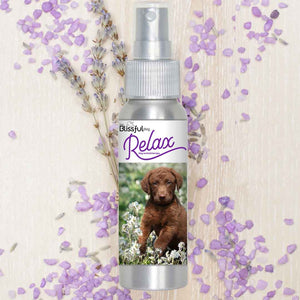 Chesapeake Bay Retriever scared