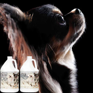 Chihuahua smooth dog Shampoo