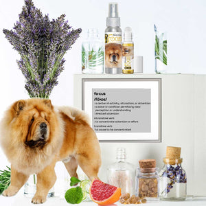 chow dog show focus help