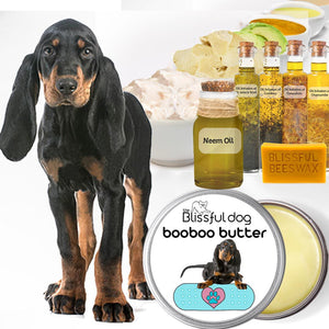 coonhound puppy