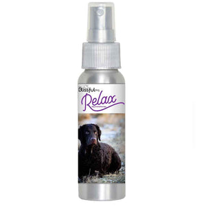 curly-coated retriever calming