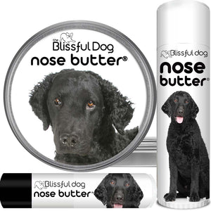Curly-Coated Retriever nose is dry