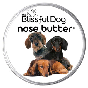 dachshund nose is dry