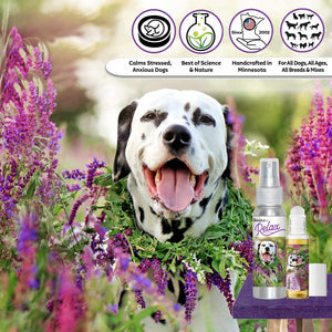 Dalmatian dog aromatherapy