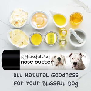 Dogo Argentino has dry Nose