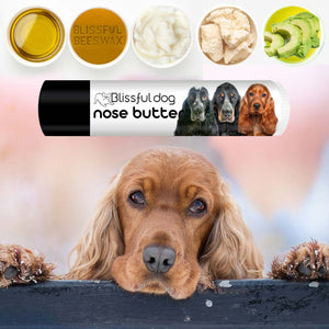 english cocker spaniel grooming tools