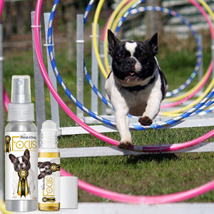 French Bulldog agility