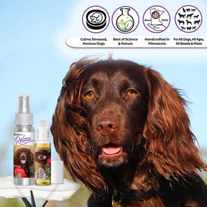 field spaniel relax dog aromatherapy