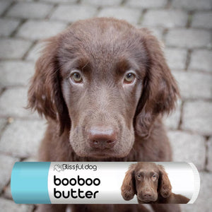Flat-Coated Retriever puppy