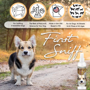 corgi in forest