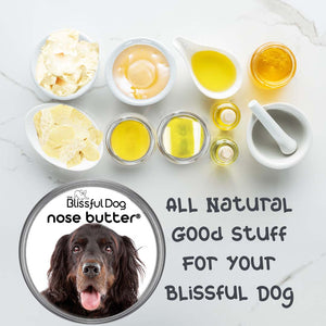 Gordon Setter nose balm