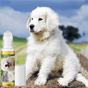 Great Pyrenees puppy