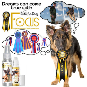 german shepherd focus for dog shows