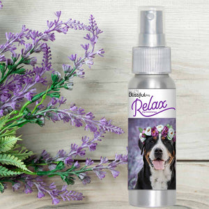 greater swiss mountain dog relax