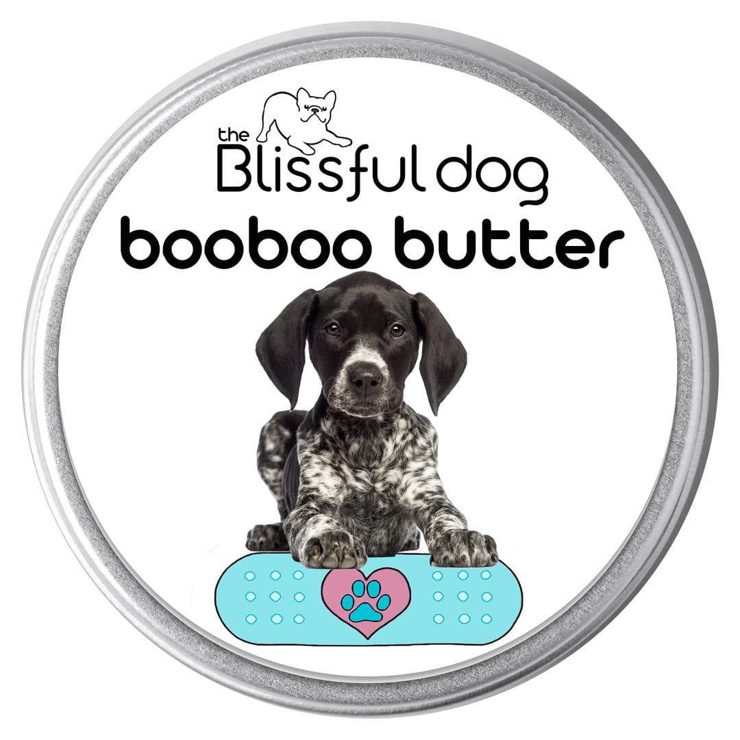 german shorthaired pointer skin care