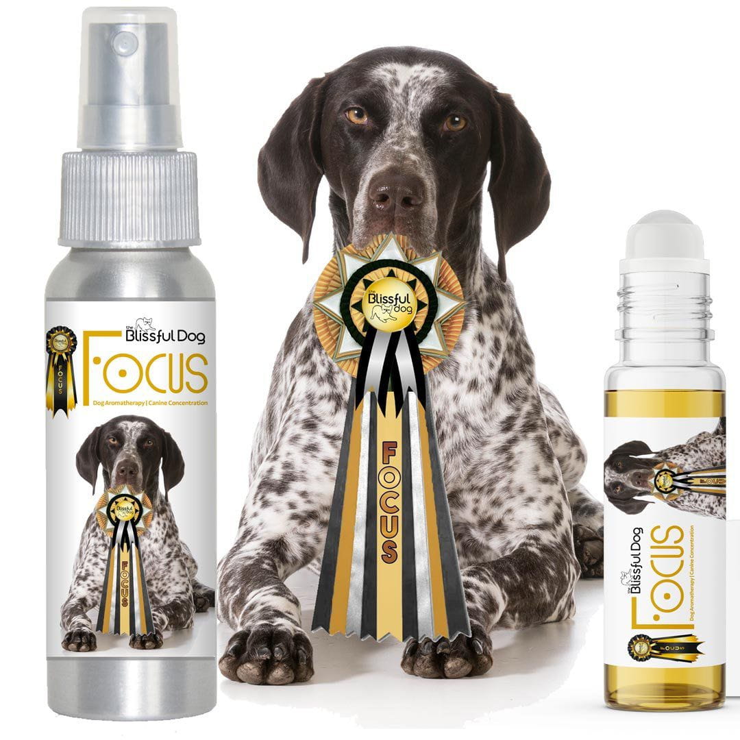 german shorthaired pointer dog aromatherapy